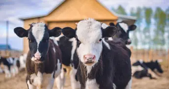 我廠獲得知識產權貫標認證證書